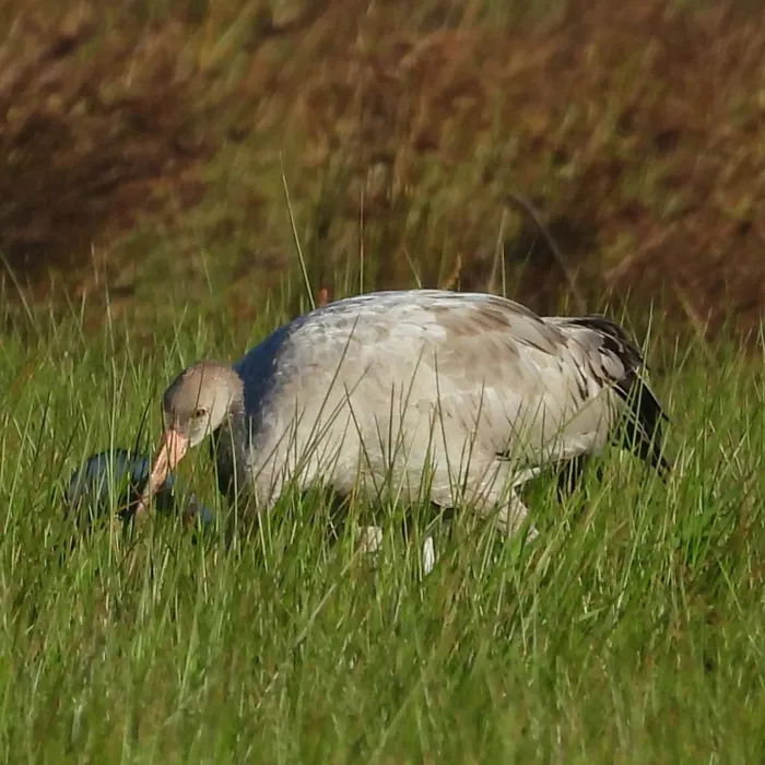Waargenomen Kraanvogel