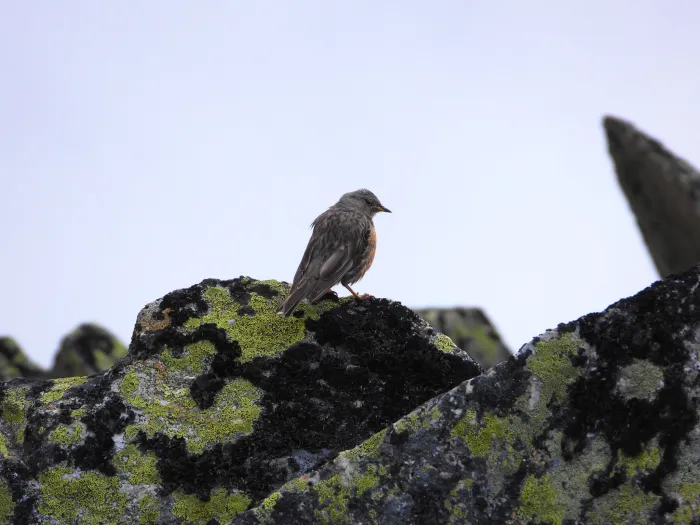 Spotted Alpine Accentor