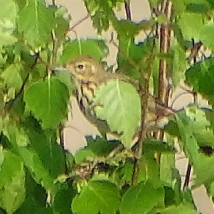 Spotted Tree Pipit