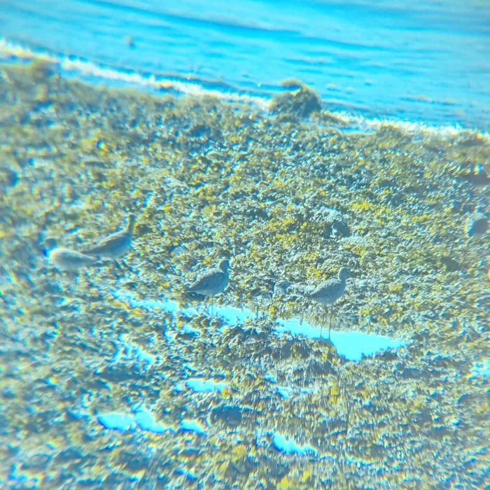 Gespotte Grote geelpootruiter