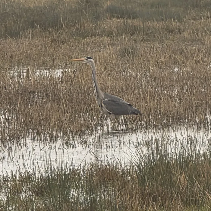 Blauwe reiger