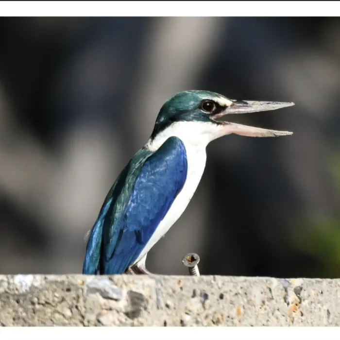 Gespotte Witkraagijsvogel