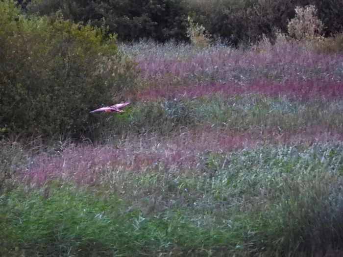Spotted Eurasian Bittern
