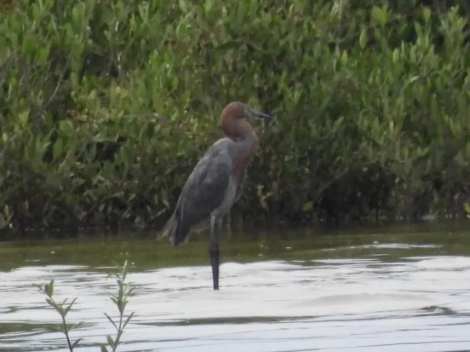 Waargenomen Roodhalsreiger