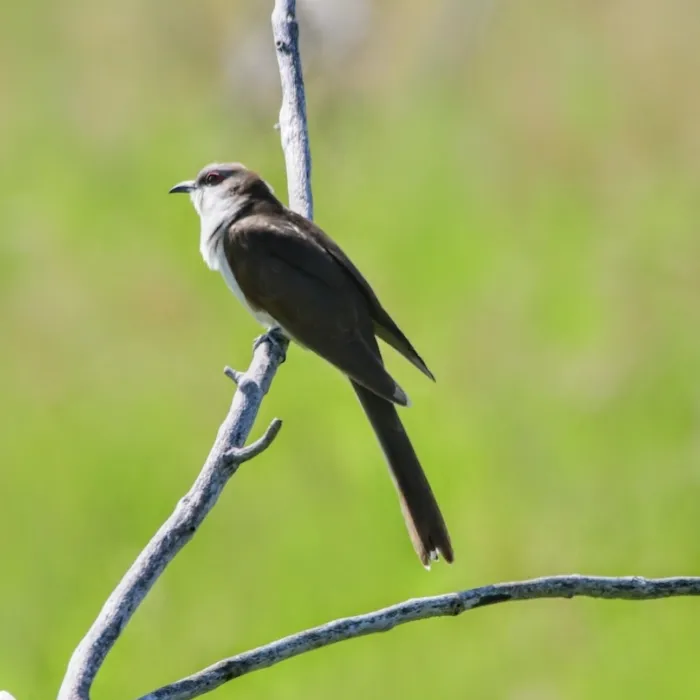 Spotted Black-billed Cuckoo