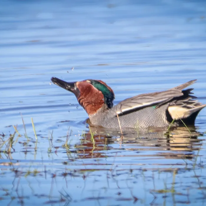 Gespotte Wintertaling