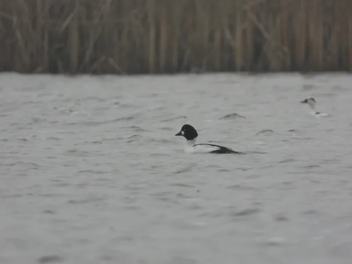 Spotted Common Goldeneye