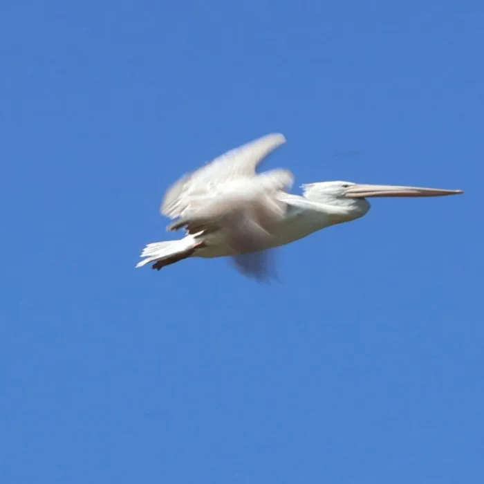 Spotted Dalmatian Pelican