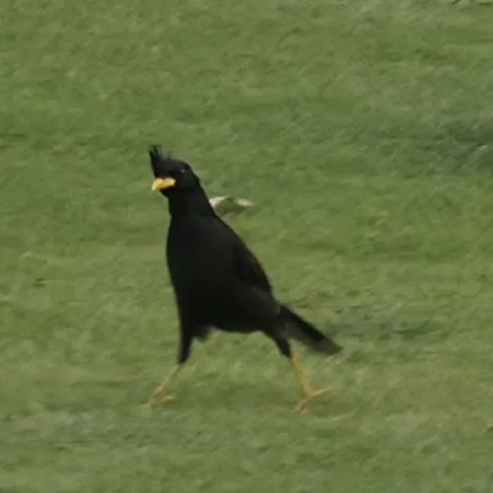 Gespotte Grote maina