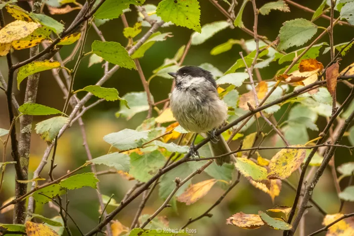 Spotted Willow Tit