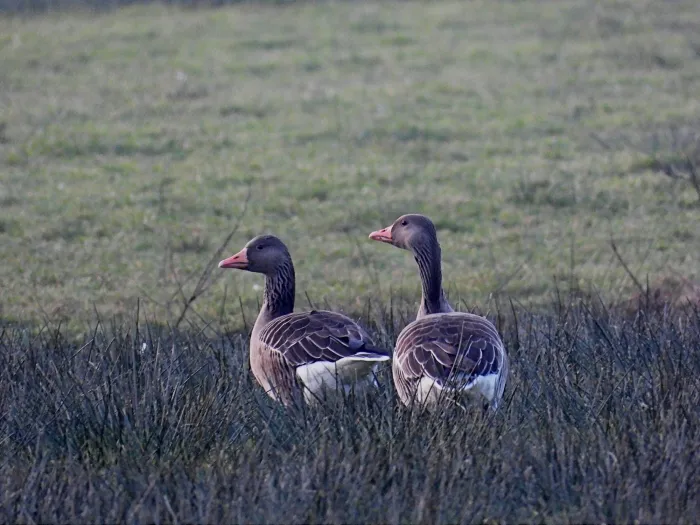 Gespotte Grauwe gans