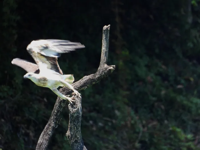 Gespotte Witbuikzeearend