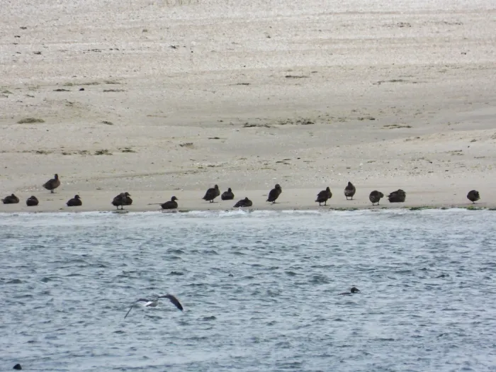 Waargenomen Eider