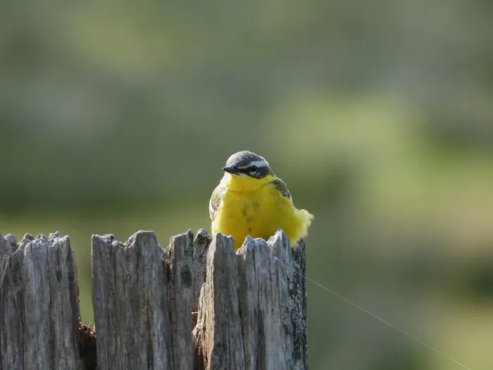 Spotted Western Yellow Wagtail