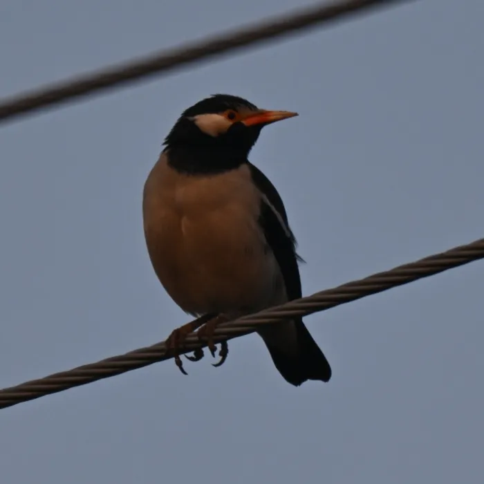 Spotted Indian Pied Starling