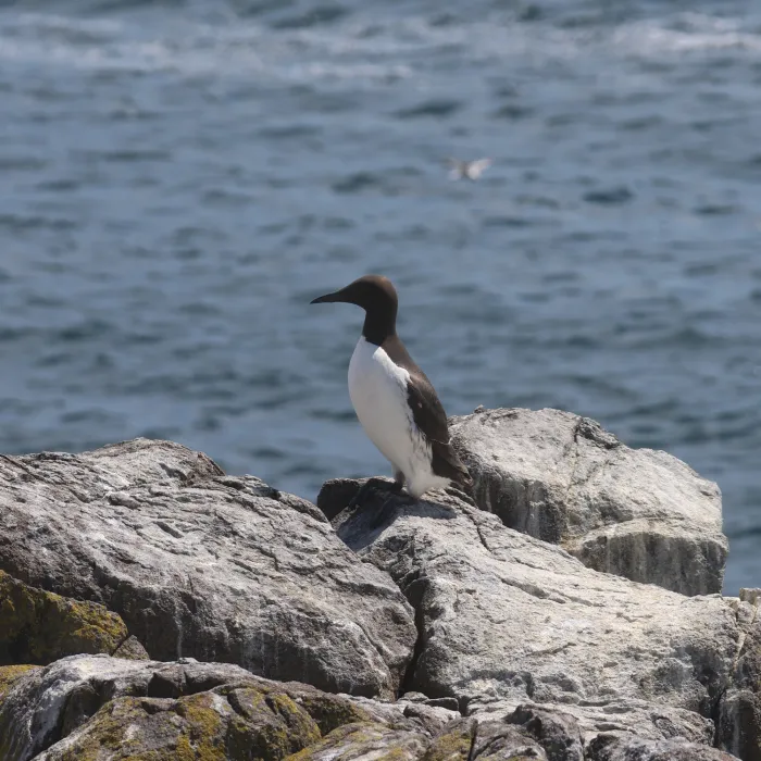 Spotted Common Murre