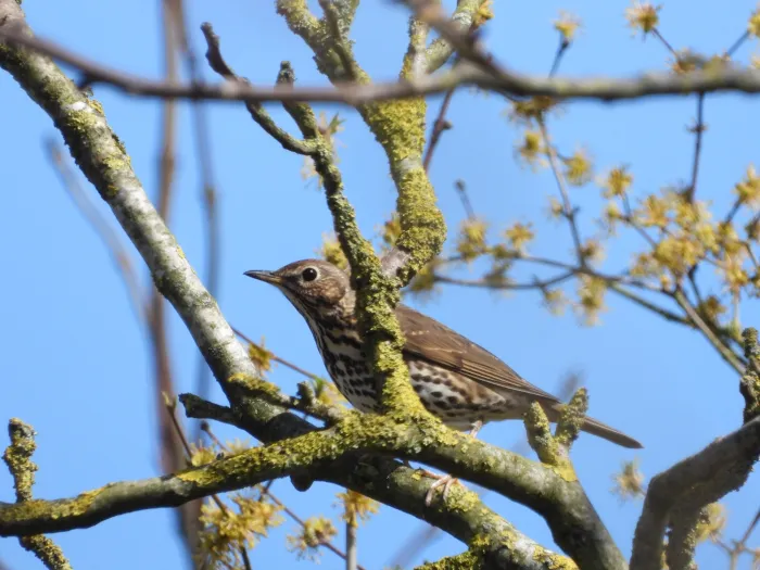 Spotted Song Thrush