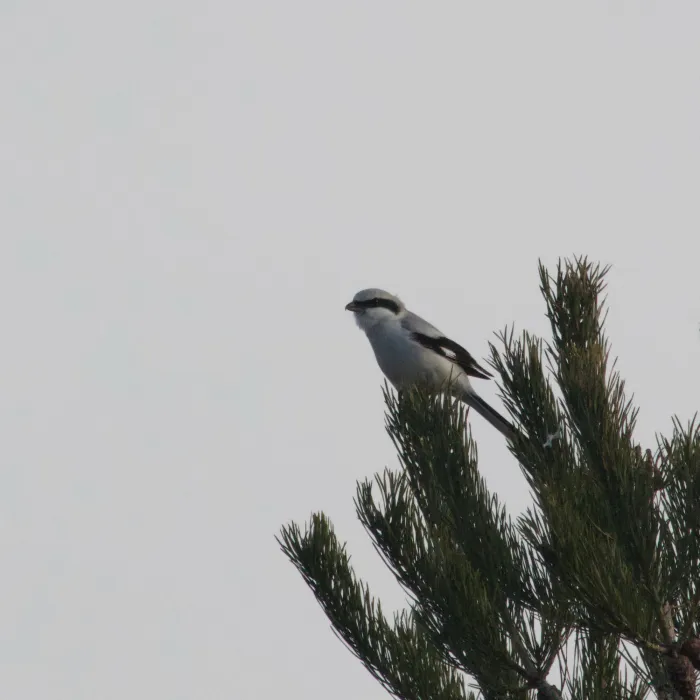 Spotted Great Gray Shrike