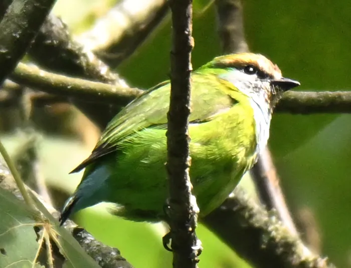 Grauer's Broadbill