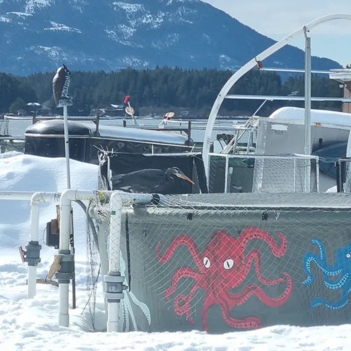 Spotted Great Blue Heron