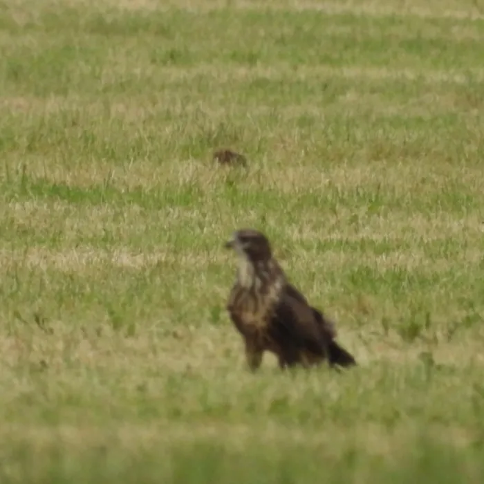 Waargenomen Buizerd