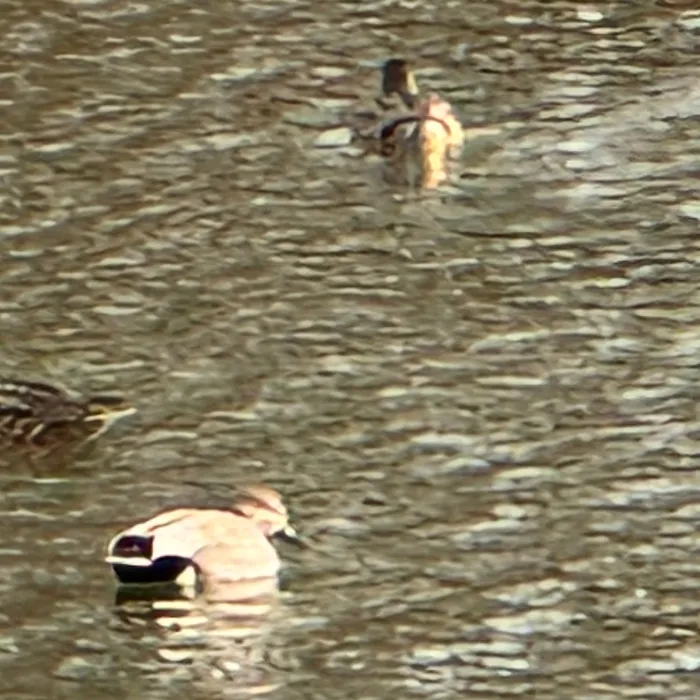 Spotted Gadwall