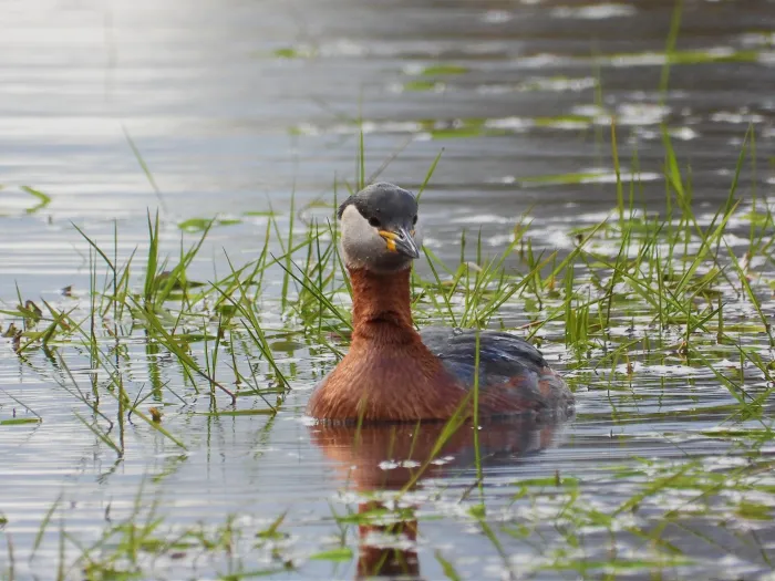 Gespotte Roodhalsfuut