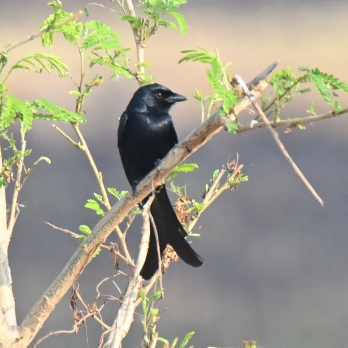 Gespotte Koningsdrongo