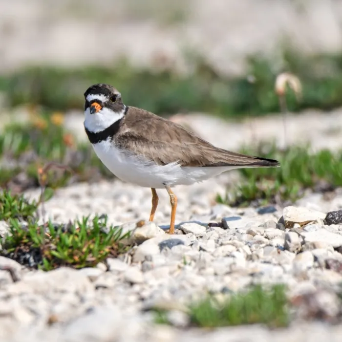 Spotted Semipalmated Plover