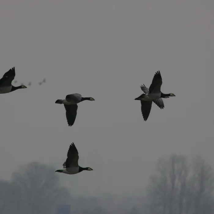 Spotted Barnacle Goose