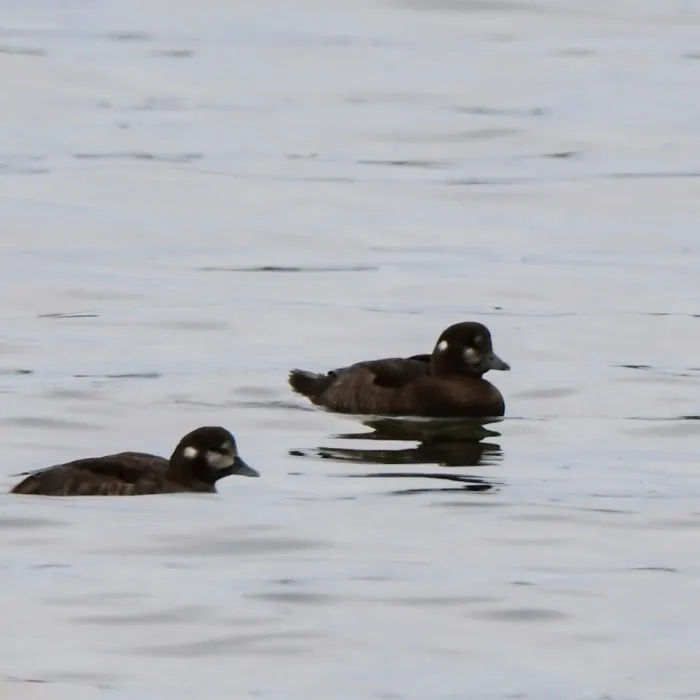 Gespotte Harlekijneend