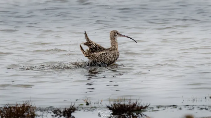 Eurasian Curlew
