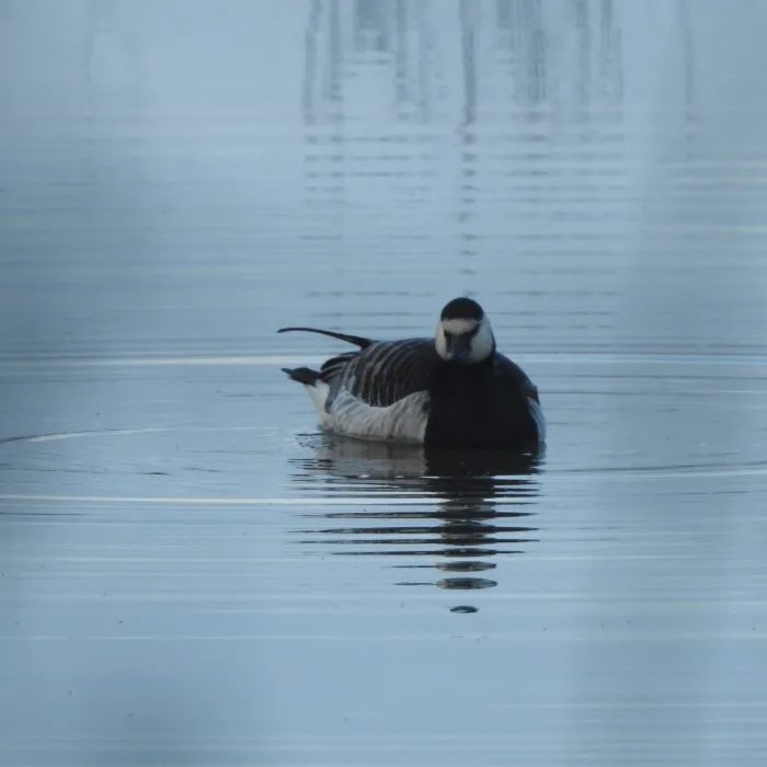 Spotted Barnacle Goose