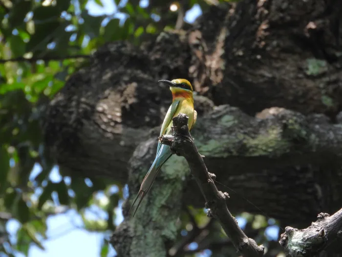 Gespotte Blauwstaartbijeneter