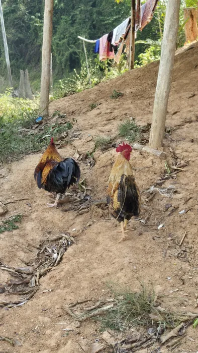 Gespotte Bankivahoen