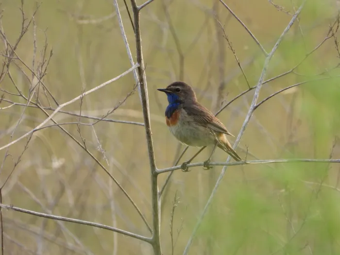 Waargenomen Blauwborst
