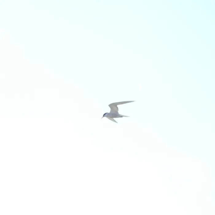 Common Tern
