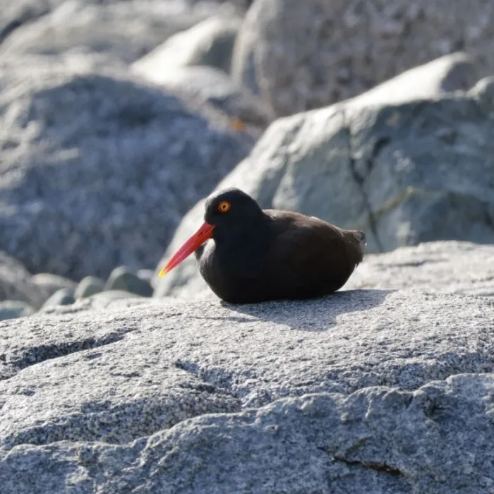 Spotted Blackish Oystercatcher
