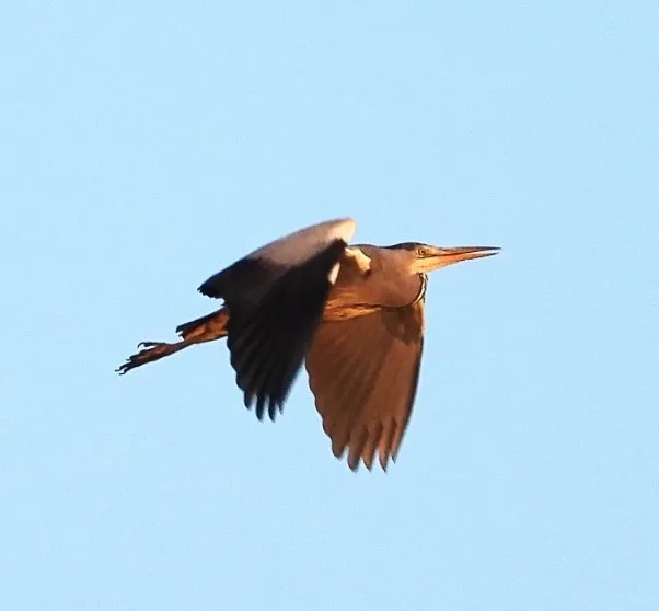 Gespotte Blauwe reiger