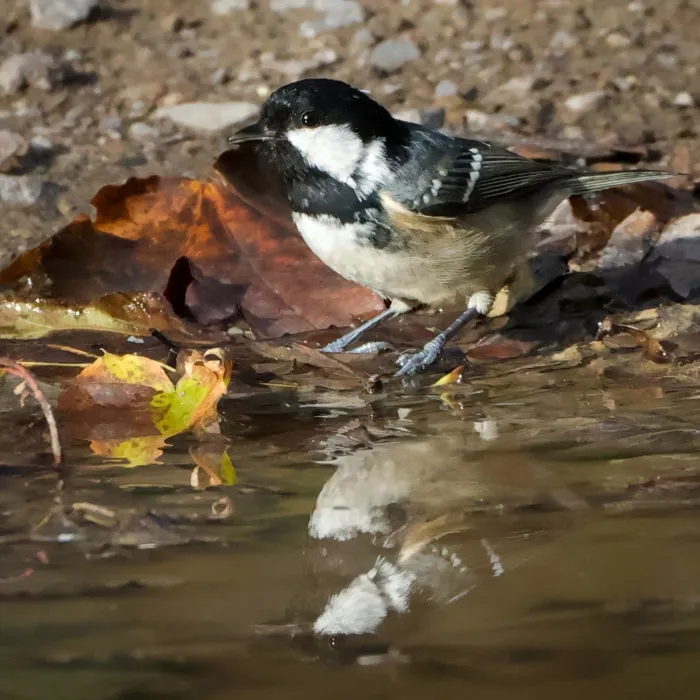 Spotted Coal Tit