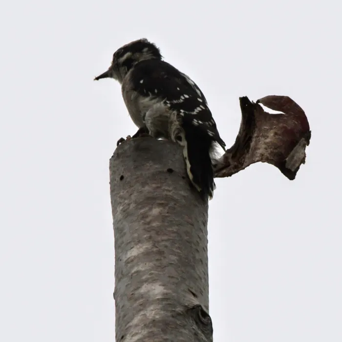 Gespotte Grijskapspecht