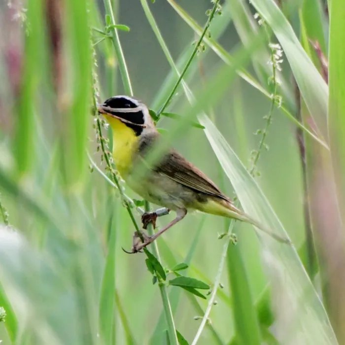 Spotted Common Yellowthroat