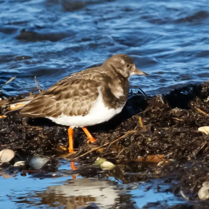 Spotted Ruddy Turnstone