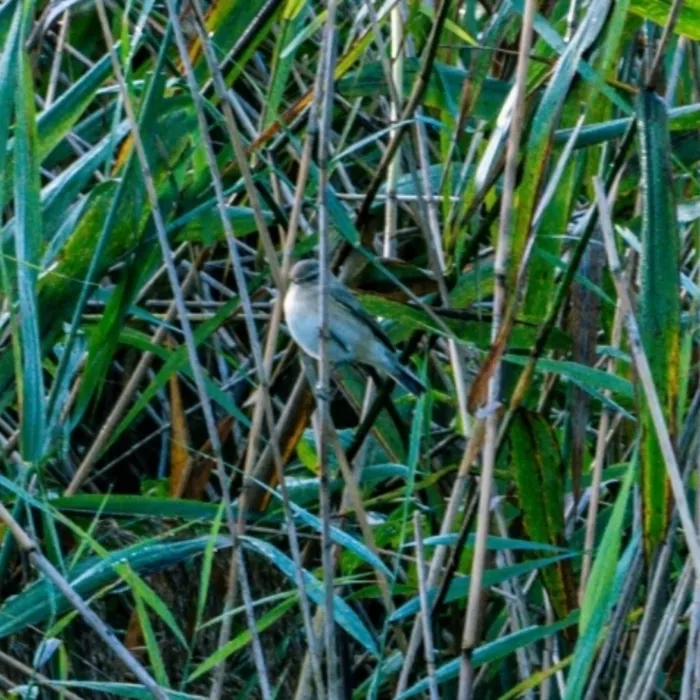Spotted Iberian Chiffchaff