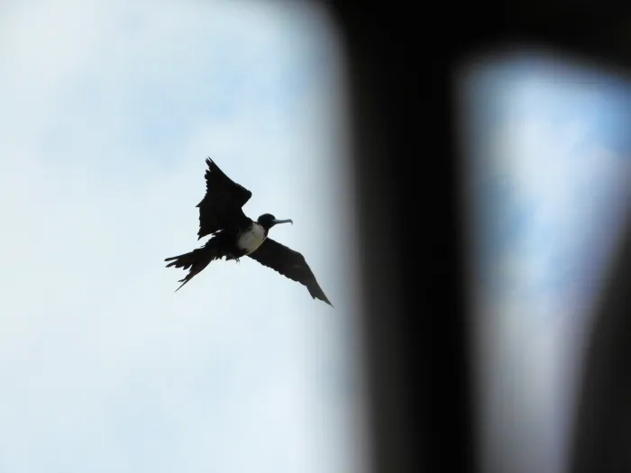 Spotted Magnificent Frigatebird