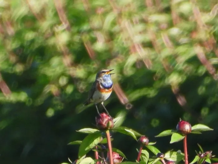 Waargenomen Blauwborst