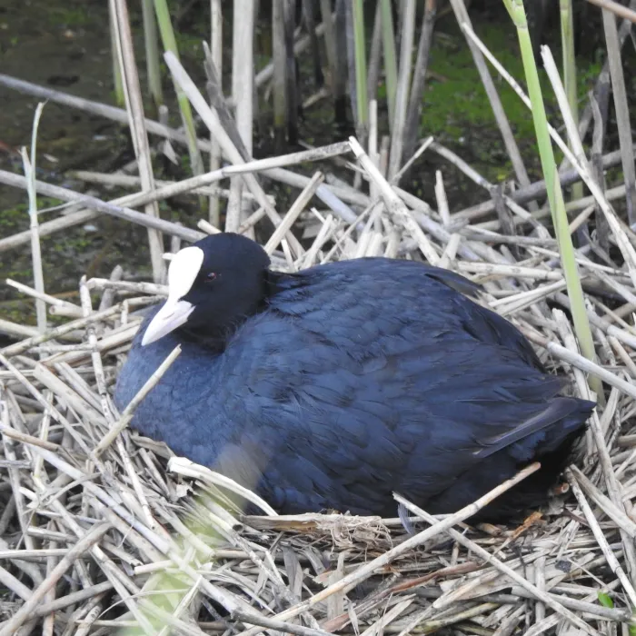 Spotted Eurasian Coot