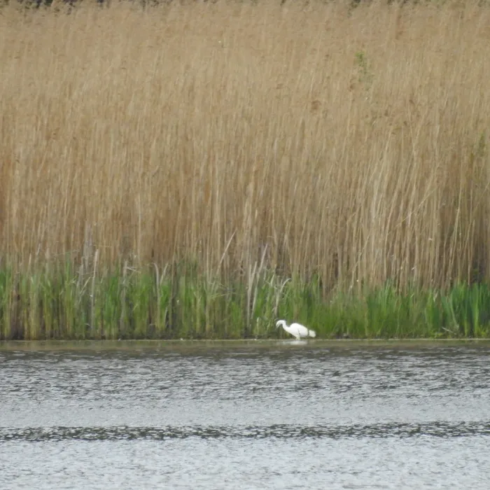 Gespotte Kleine zilverreiger