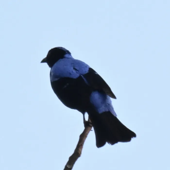Spotted Asian Fairy-bluebird