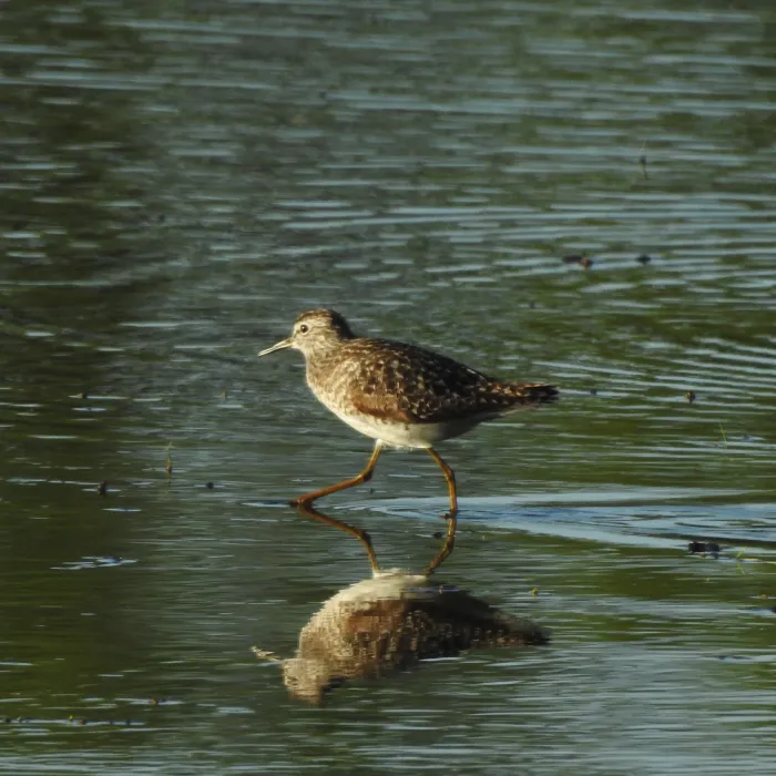Spotted Wood Sandpiper